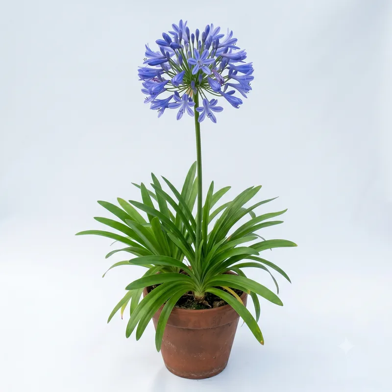 Agapanthus