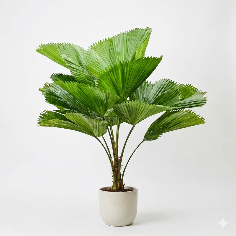 Palmeira Leque